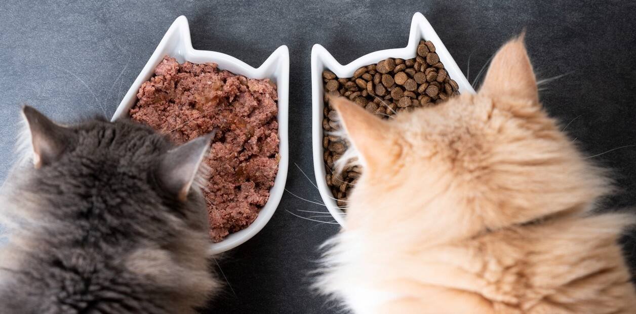 does my pet eat dry, wet food or both?